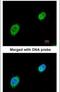 Myocyte Enhancer Factor 2A antibody, PA5-27344, Invitrogen Antibodies, Immunofluorescence image 