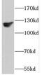 Dishevelled Associated Activator Of Morphogenesis 1 antibody, FNab02227, FineTest, Western Blot image 