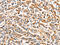 BCL2 Antagonist/Killer 1 antibody, CSB-PA089402, Cusabio, Immunohistochemistry frozen image 