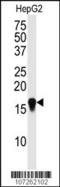 Small Ubiquitin Like Modifier 4 antibody, 56-566, ProSci, Western Blot image 