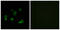 Autophagy Related 4C Cysteine Peptidase antibody, abx014408, Abbexa, Western Blot image 