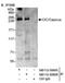 Capicua Transcriptional Repressor antibody, NB110-59906, Novus Biologicals, Immunoprecipitation image 