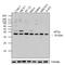 Eukaryotic Translation Initiation Factor 2 Subunit Alpha antibody, AHO0802, Invitrogen Antibodies, Western Blot image 