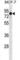 GATA Zinc Finger Domain Containing 2A antibody, abx031476, Abbexa, Western Blot image 