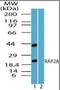 RAP2A, Member Of RAS Oncogene Family antibody, orb96270, Biorbyt, Western Blot image 