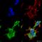 Serine/threonine-protein kinase PINK1, mitochondrial antibody, SMC-450D-A680, StressMarq, Immunofluorescence image 