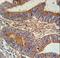 Bridging Integrator 2 antibody, LS-C156818, Lifespan Biosciences, Immunohistochemistry frozen image 