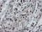 TP53RK Binding Protein antibody, LS-C336942, Lifespan Biosciences, Immunohistochemistry frozen image 