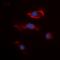 Fibroblast Growth Factor 22 antibody, orb393288, Biorbyt, Immunofluorescence image 