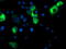 Cytochrome P450 2A6 antibody, LS-C786601, Lifespan Biosciences, Immunofluorescence image 