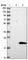 Ankyrin Repeat Domain 37 antibody, HPA036626, Atlas Antibodies, Western Blot image 