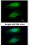 RPTOR Independent Companion Of MTOR Complex 2 antibody, PA5-21582, Invitrogen Antibodies, Immunofluorescence image 