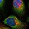 Dynactin Subunit 6 antibody, NBP1-80616, Novus Biologicals, Immunofluorescence image 