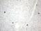 c-Kit antibody, NBP2-71076, Novus Biologicals, Immunohistochemistry paraffin image 