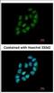 MDIG antibody, NBP2-17293, Novus Biologicals, Immunofluorescence image 