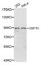 Ubiquitin Specific Peptidase 15 antibody, abx001256, Abbexa, Western Blot image 