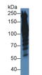 Periplakin antibody, LS-C295803, Lifespan Biosciences, Western Blot image 