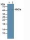 Nuclear Receptor Subfamily 1 Group H Member 4 antibody, LS-C372873, Lifespan Biosciences, Western Blot image 