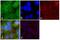 Protein Tyrosine Kinase 2 antibody, 701094, Invitrogen Antibodies, Immunofluorescence image 