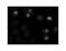 Centromere Protein E antibody, LS-C82256, Lifespan Biosciences, Immunocytochemistry image 