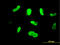 Male Germ Cell Associated Kinase antibody, LS-C197648, Lifespan Biosciences, Immunofluorescence image 