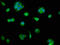 Pyridoxal Dependent Decarboxylase Domain Containing 1 antibody, LS-C671821, Lifespan Biosciences, Immunofluorescence image 