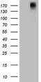 Platelet Derived Growth Factor Receptor Alpha antibody, LS-C791335, Lifespan Biosciences, Western Blot image 