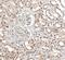 AlkB Homolog 5, RNA Demethylase antibody, PA5-52401, Invitrogen Antibodies, Immunohistochemistry frozen image 