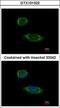 Caspase 1 antibody, GTX101322, GeneTex, Immunofluorescence image 