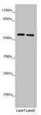 Glutaminyl-TRNA Amidotransferase Subunit QRSL1 antibody, LS-C676340, Lifespan Biosciences, Western Blot image 