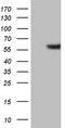 Gamma-Aminobutyric Acid Type A Receptor Alpha5 Subunit antibody, NBP2-45752, Novus Biologicals, Western Blot image 