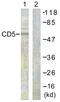 CD5 Molecule antibody, LS-C117848, Lifespan Biosciences, Western Blot image 