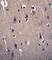 CART Prepropeptide antibody, abx026895, Abbexa, Western Blot image 