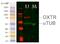 Oxytocin Receptor antibody, 46-965, ProSci, Immunofluorescence image 