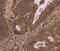 WD Repeat Domain 83 antibody, MBS2523870, MyBioSource, Immunohistochemistry paraffin image 