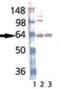 Vesicle Associated Membrane Protein 1 antibody, MA1-25568, Invitrogen Antibodies, Western Blot image 