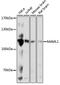 Mastermind Like Transcriptional Coactivator 1 antibody, 16-847, ProSci, Western Blot image 