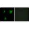 EP300 Interacting Inhibitor Of Differentiation 1 antibody, A07649, Boster Biological Technology, Immunohistochemistry frozen image 