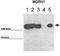 Mahogunin Ring Finger 1 antibody, orb325059, Biorbyt, Western Blot image 