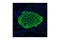 Insulin antibody, 4593S, Cell Signaling Technology, Immunofluorescence image 