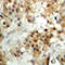 Interferon Regulatory Factor 3 antibody, LS-C368606, Lifespan Biosciences, Immunohistochemistry frozen image 