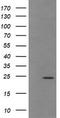 Trafficking Protein Particle Complex 4 antibody, LS-C174424, Lifespan Biosciences, Western Blot image 