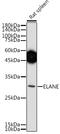 Elastase, Neutrophil Expressed antibody, GTX66150, GeneTex, Western Blot image 