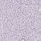 G Protein Subunit Gamma 12 antibody, HPA062208, Atlas Antibodies, Immunohistochemistry frozen image 