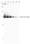 SARS CoV Nucleoprotein antibody, NB100-56683, Novus Biologicals, Western Blot image 
