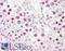 DNA Topoisomerase II Alpha antibody, LS-B7670, Lifespan Biosciences, Immunohistochemistry frozen image 