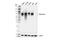 PVR Cell Adhesion Molecule antibody, 81254S, Cell Signaling Technology, Western Blot image 