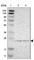 Glutamine Amidotransferase Like Class 1 Domain Containing 1 antibody, HPA008812, Atlas Antibodies, Western Blot image 