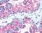 Frizzled Class Receptor 1 antibody, PA1-32766, Invitrogen Antibodies, Immunohistochemistry frozen image 
