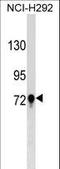 Transglutaminase 3 antibody, LS-C157182, Lifespan Biosciences, Western Blot image 